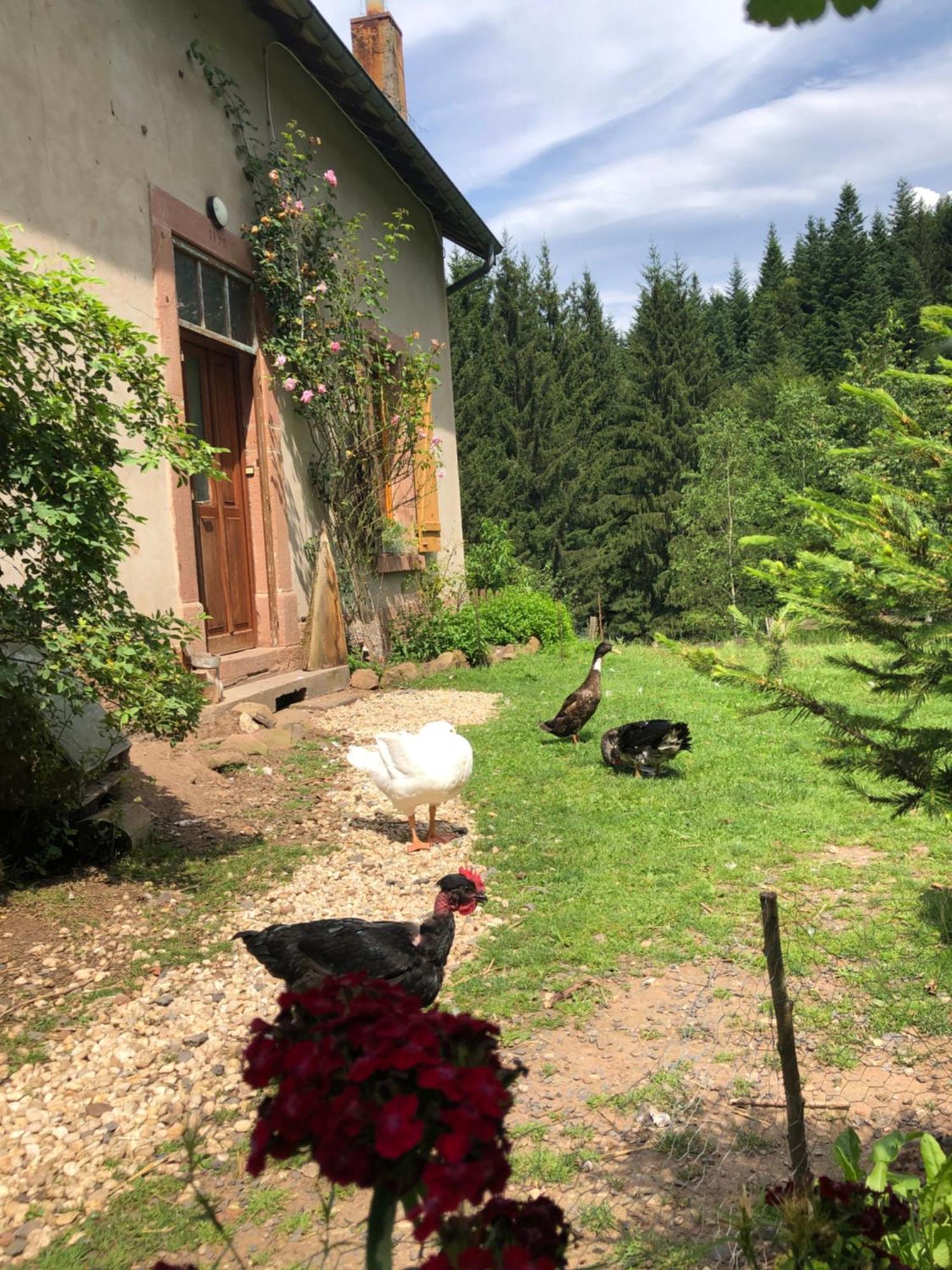 A L'Oree De Soi - Maison Forestiere De La Soie - Eco Gite, Chambres D'Hotes, Camping Au Pied Des Vosges Saint-Sauveur  Kültér fotó